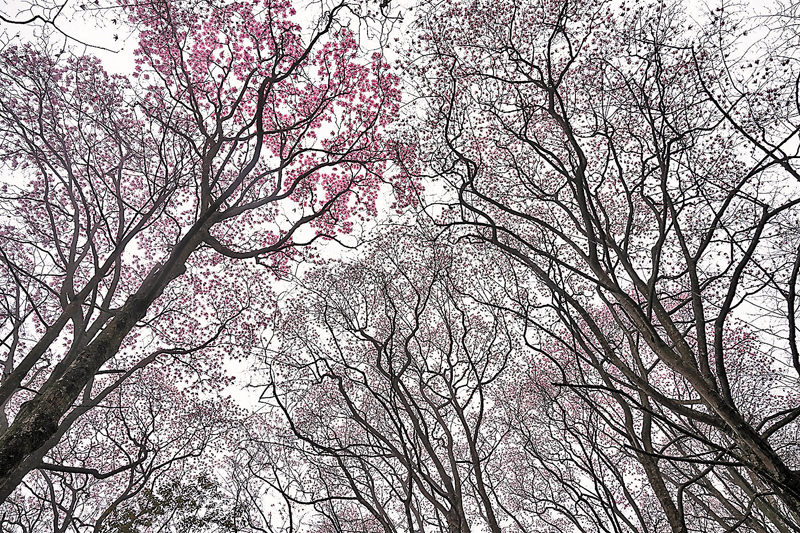 ◆高大的辛夷花樹