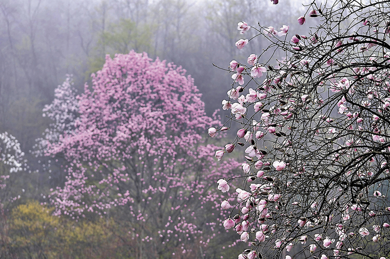 ◆戴天山村盛開的辛夷花