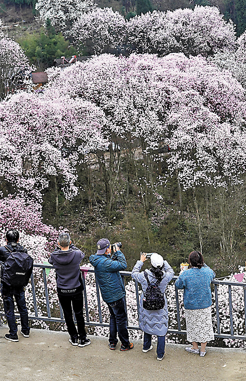 ◆遊客在江油市大康鎮戴天山村觀賞拍攝辛夷花。