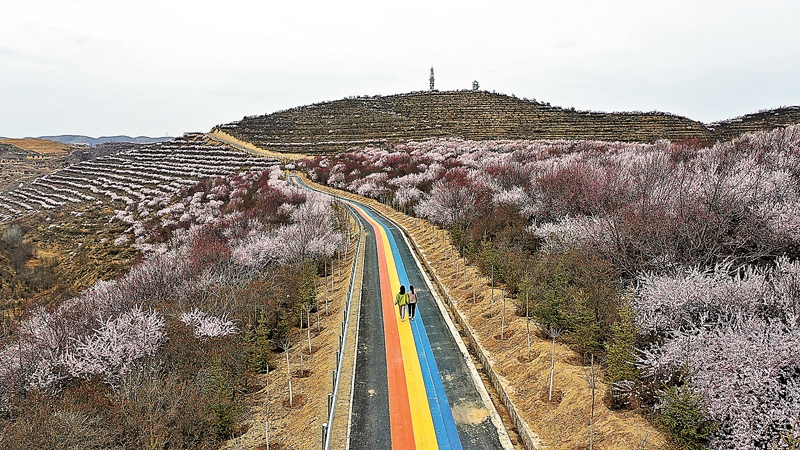◆當山花遇到彩虹路惹人心醉。