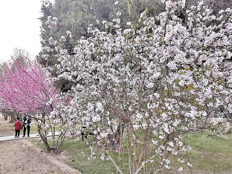 ◆山花競相開放
