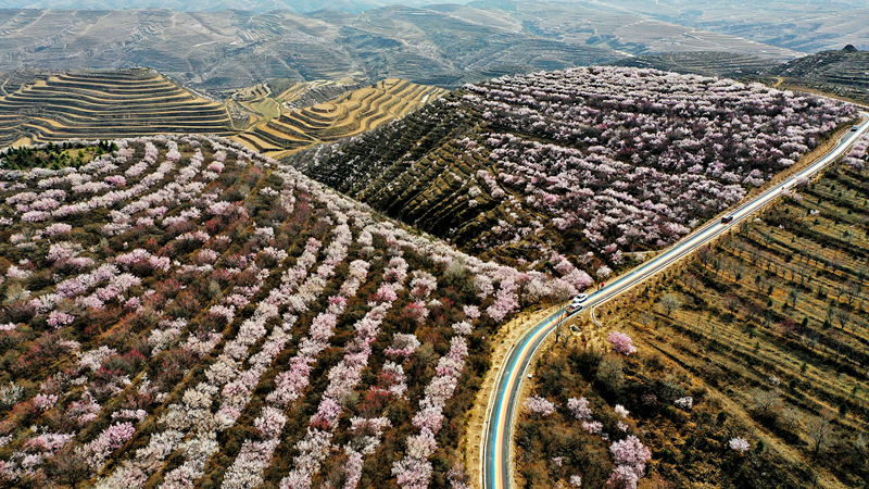 ◆醉美彭陽梯田山花