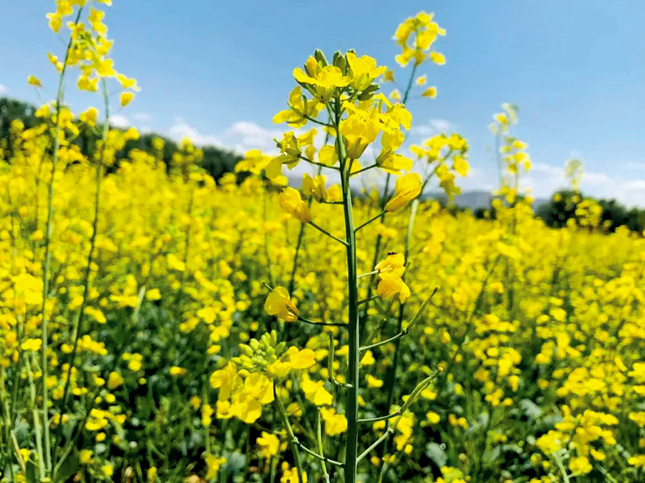 ◆家鄉的油菜花盛開。 作者供圖