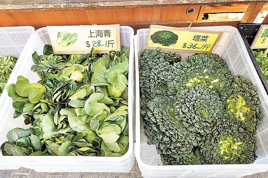 ◆上海青、塔菜均是江南獨有的蔬菜品種，在香港不易栽種。