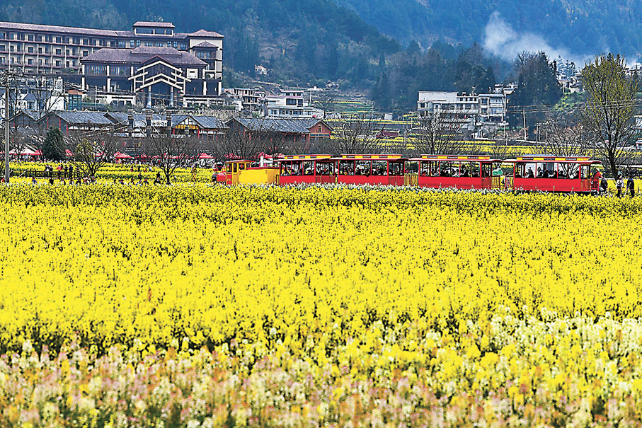 ◆在「金海雪山」景區，遊客乘坐觀光小火車觀賞油菜花。