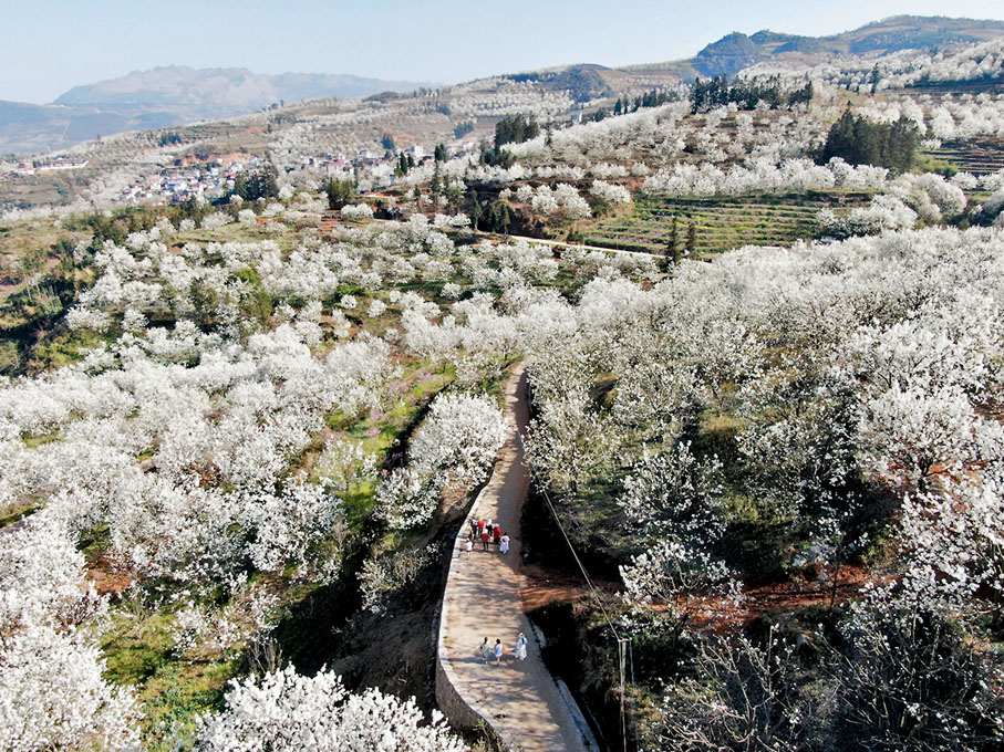 ◆遊客在遊覽賞花。