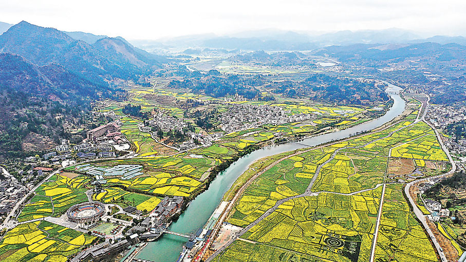 ◆「金海雪山」景區的油菜花田