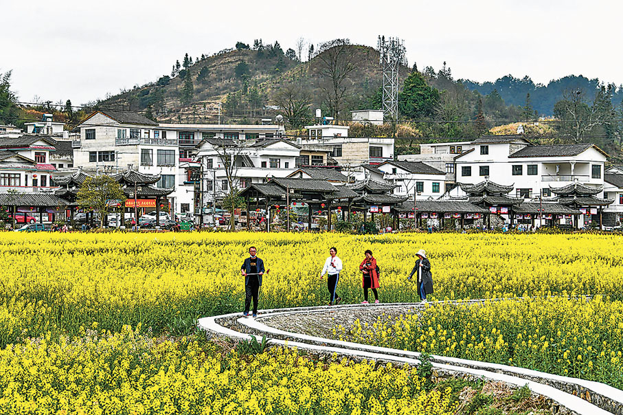 ◆遊客在貴定縣盤江鎮「金海雪山」景區觀賞油菜花。