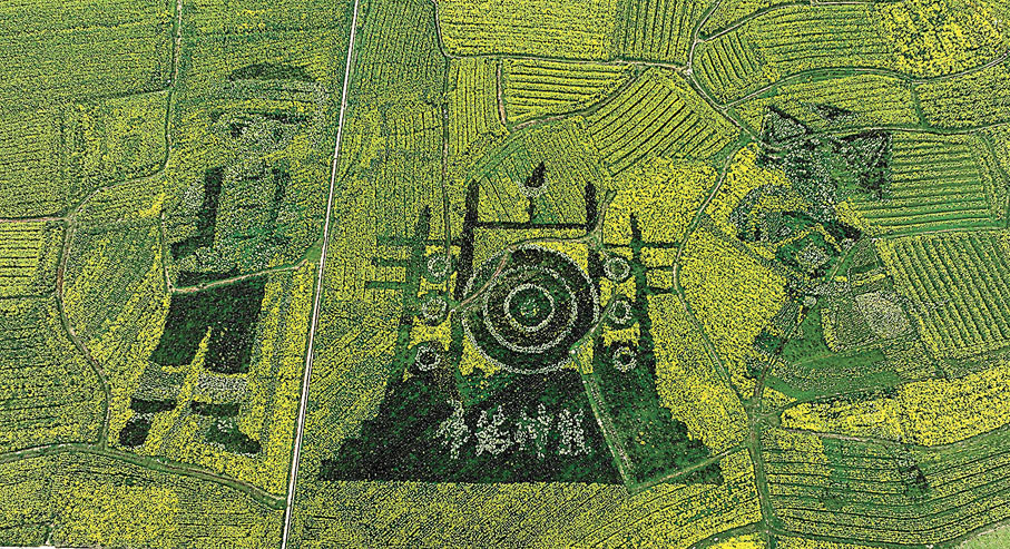 ◆「金海雪山」景區的油菜花田