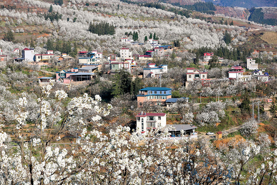 ◆加級寨村梨花盛開。