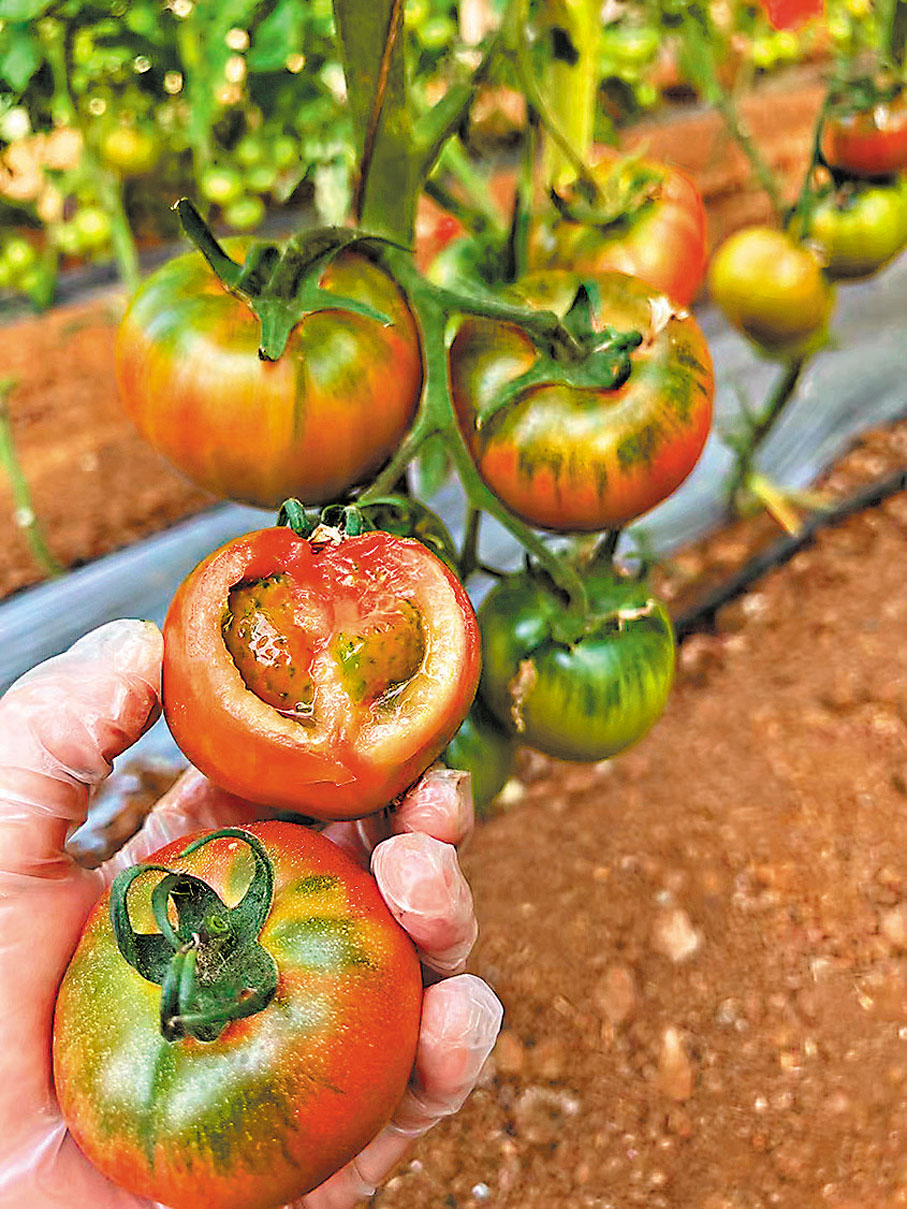 ◆「草莓番茄」表皮一圈綠色，形似草莓，口感甜脆。 受訪者供圖