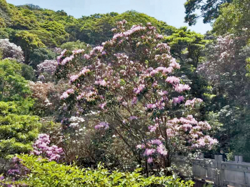 ◆萬綠叢中花團錦簇的毛棉杜鵑。 作者供圖