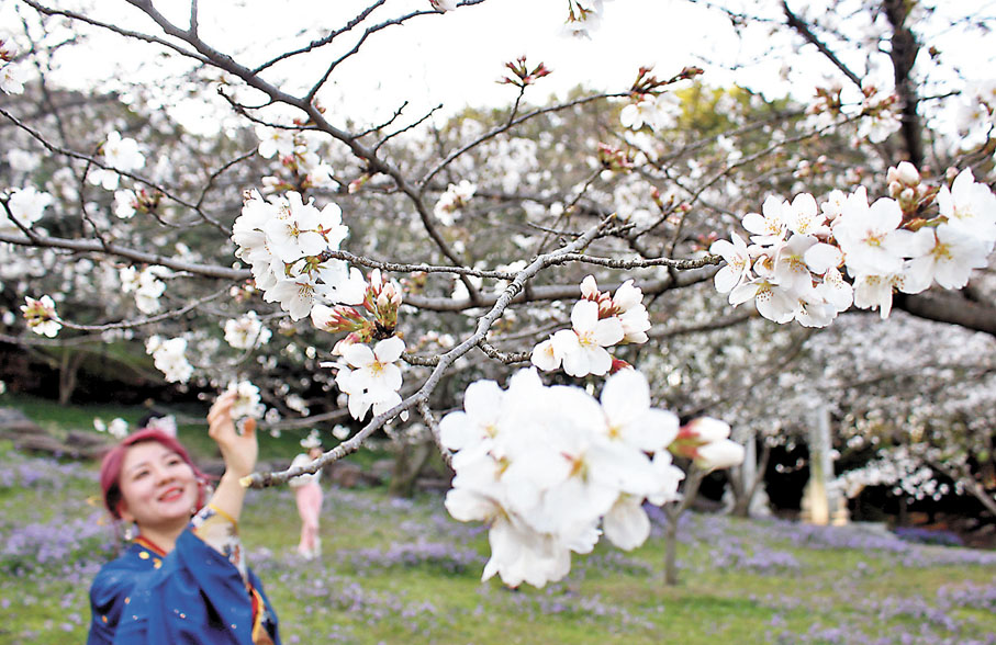 ◆遊客在上方山國家森林公園的櫻花叢中拍照。