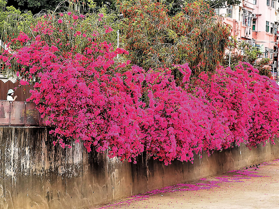 ◆元朗大坑渠20米長的簕杜鵑凜然綻放時如染上紫紅色的「瀑布」。