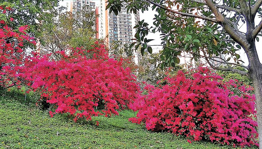 ◆青衣公園小斜坡種了約十棵簕杜鵑樹，可惜未能走近打卡。