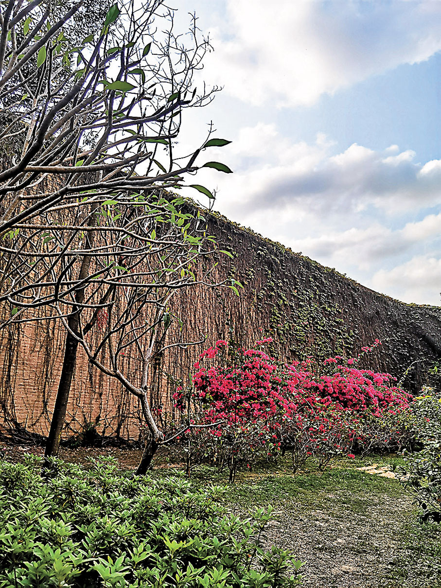 ◆荔枝角公園也可拍到簕杜鵑。