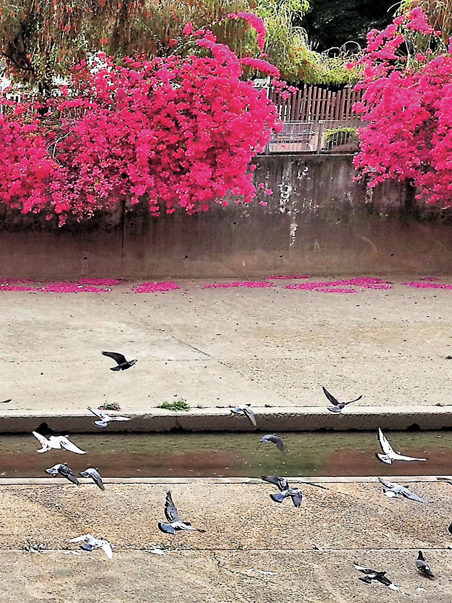 ◆覓食的野鳥展翅起飛時構成難得的畫面。