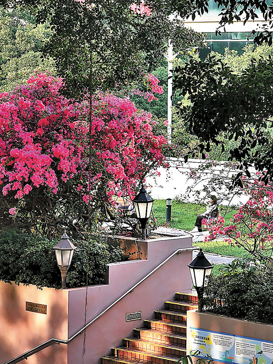 ◆九龍公園有好幾處簕杜鵑花叢，大家可以多角度拍攝。