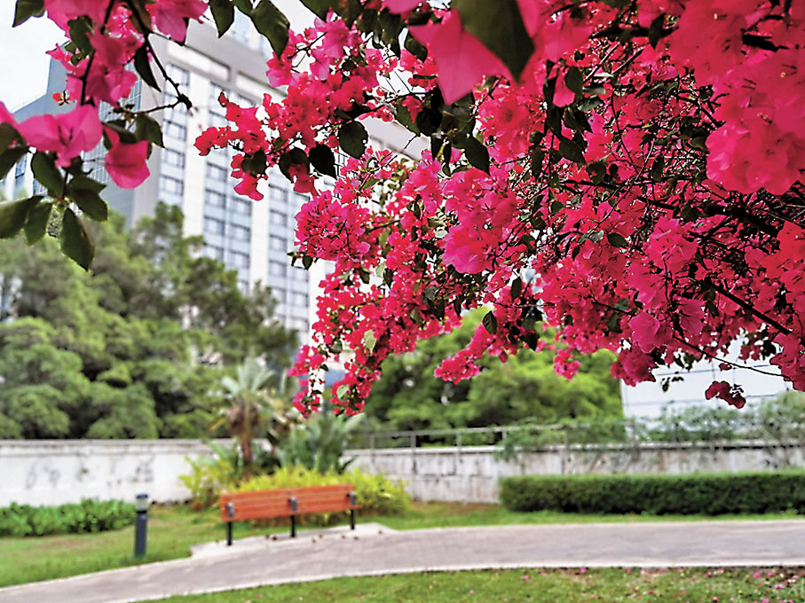 ◆九龍公園簕杜鵑花叢。