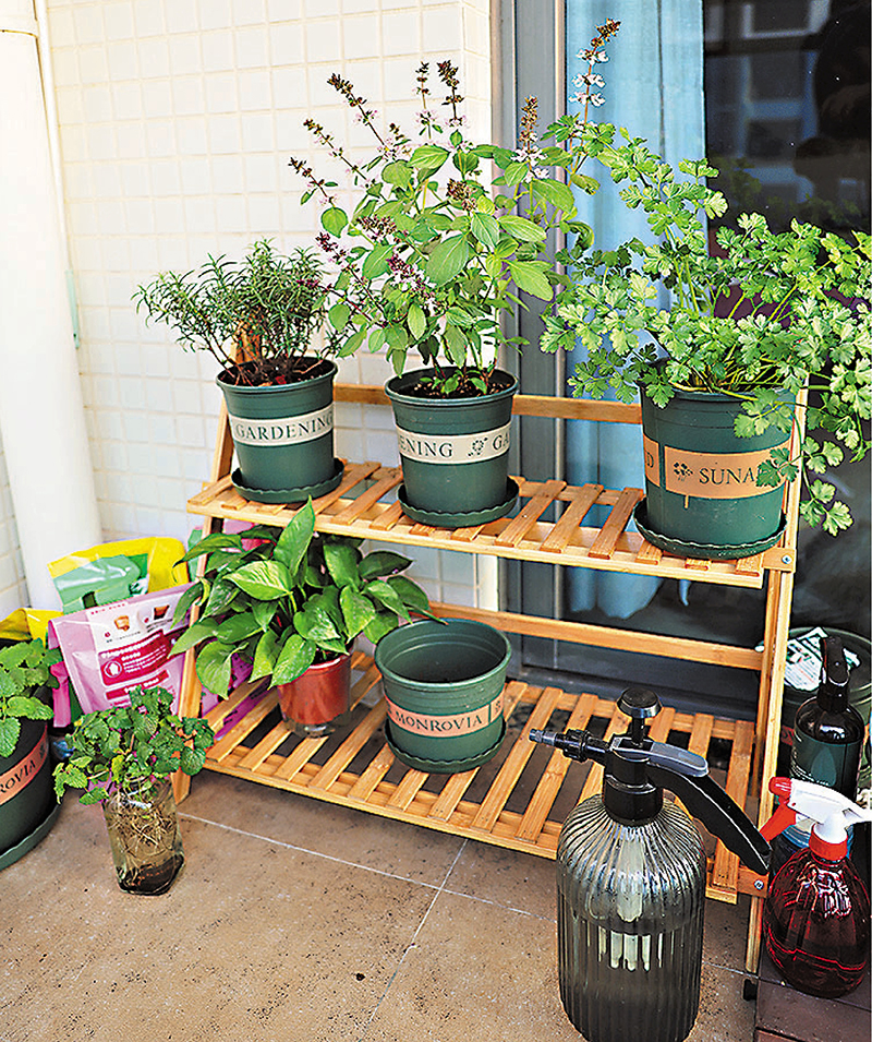 ◆曾小妹栽種的香菜、羅勒等， 美觀和實用兼具。 