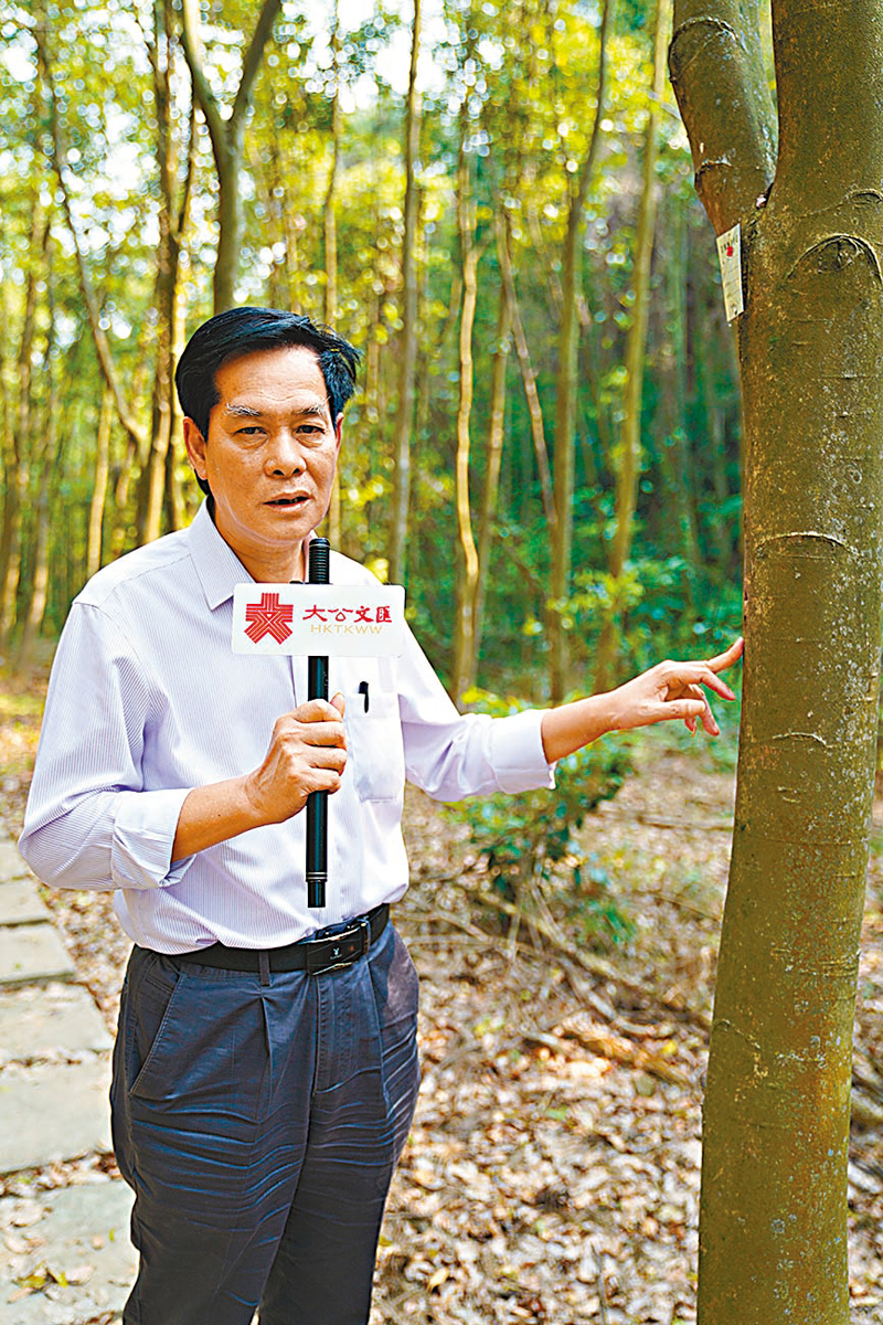 ◆藍均熾帶隊種植的32萬棵沉香樹，助力中山摘得「中國沉香之鄉」美譽。