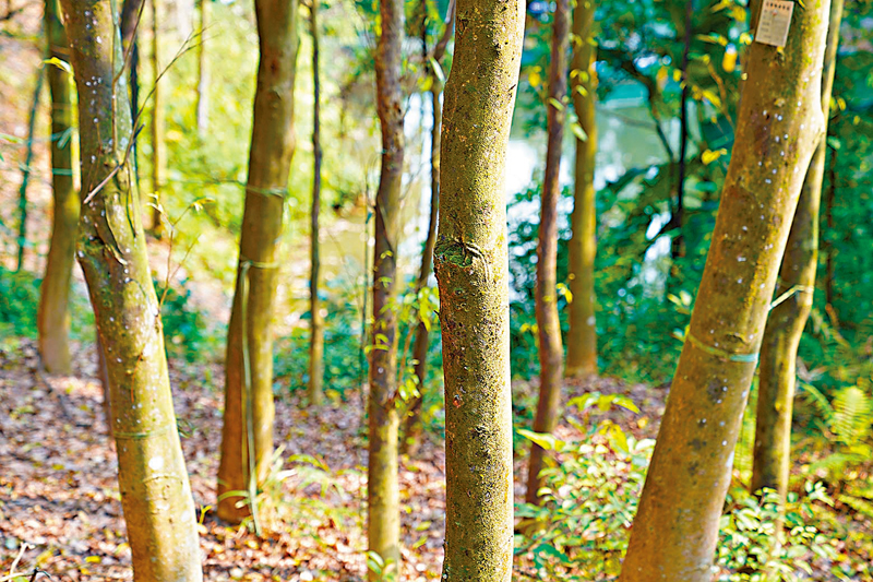 ◆人工沉香種植林