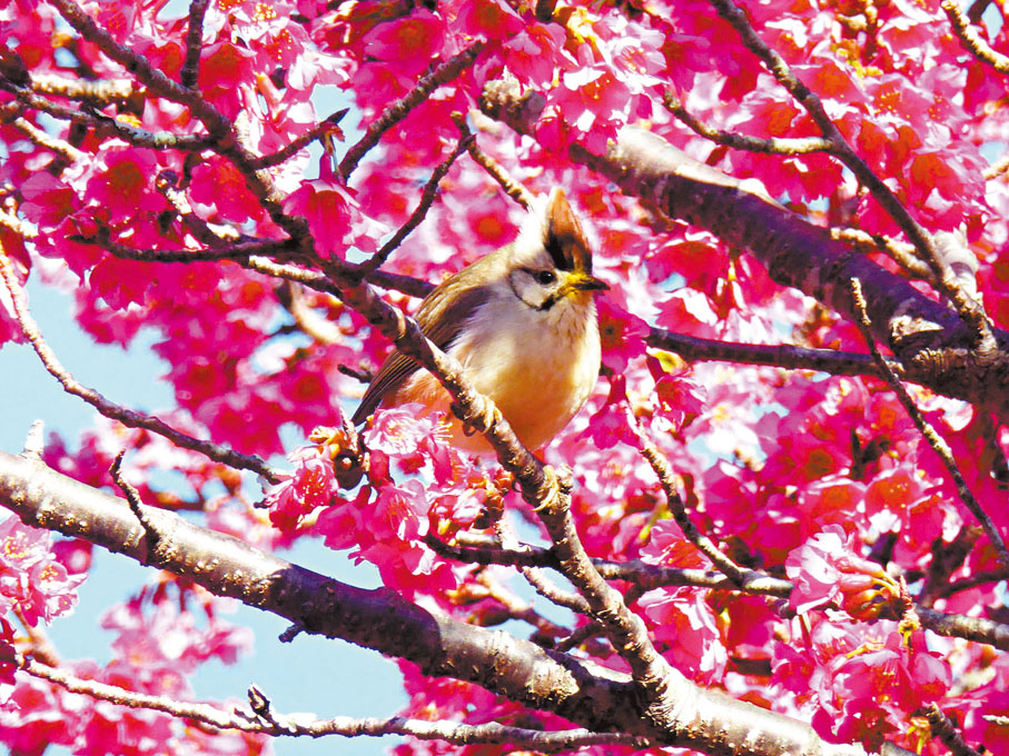 ◆鳥類常於春天清晨啼叫，被詩人捕捉來描寫春天的環境。 資料圖片