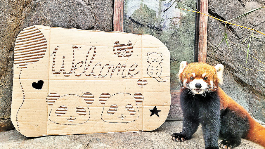 ◆一系列「與動物親上加親」活動，掛念一眾動物大使的大小朋友萬勿錯過。