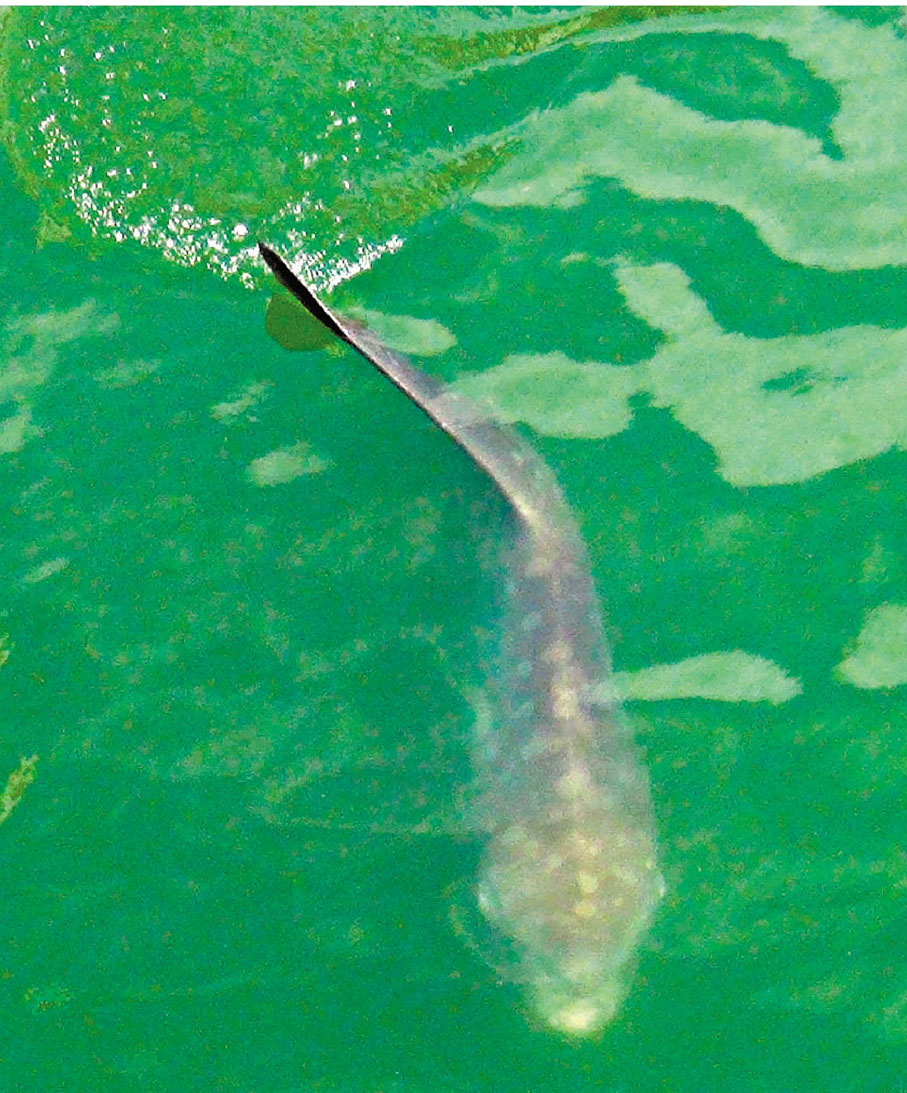 ◆「大魚」游弋時因露出背鰭，令人懷疑是鯊魚，其實是「翻車魚」。