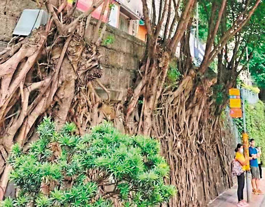 ◆榕樹牆古意濃郁而充滿生機，在香港街頭隨處可見。 作者供圖