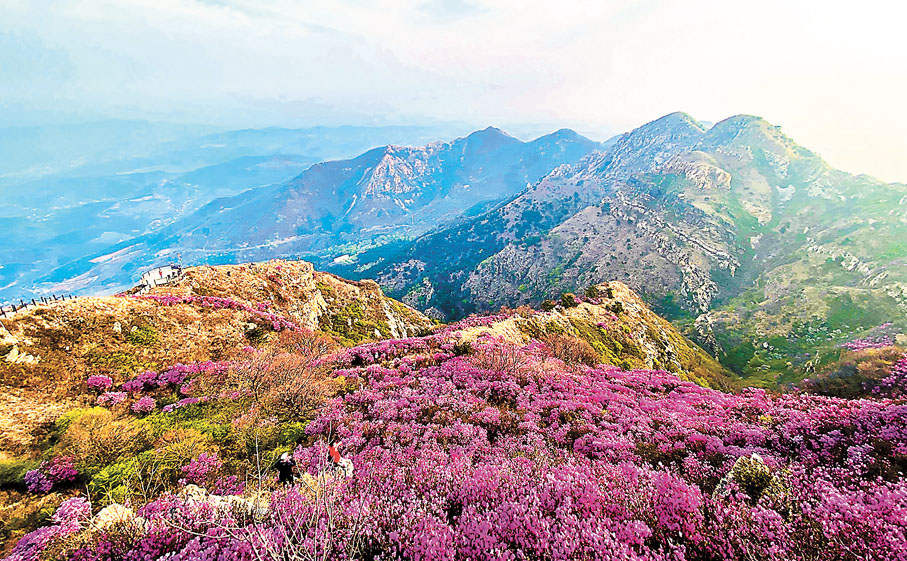 ◆大黑山杜鵑花海