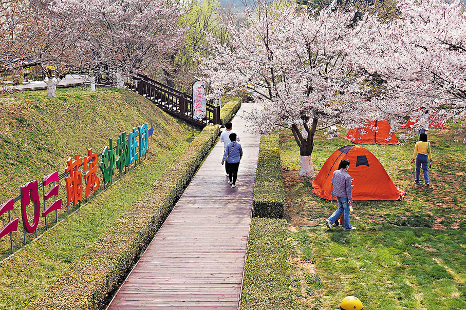 ◆遊客在櫻花樹下搭帳篷享受春光。