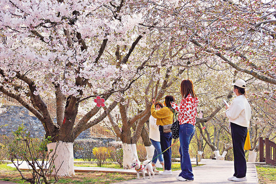 ◆染井吉野櫻花盛開，吸引遊客打卡。