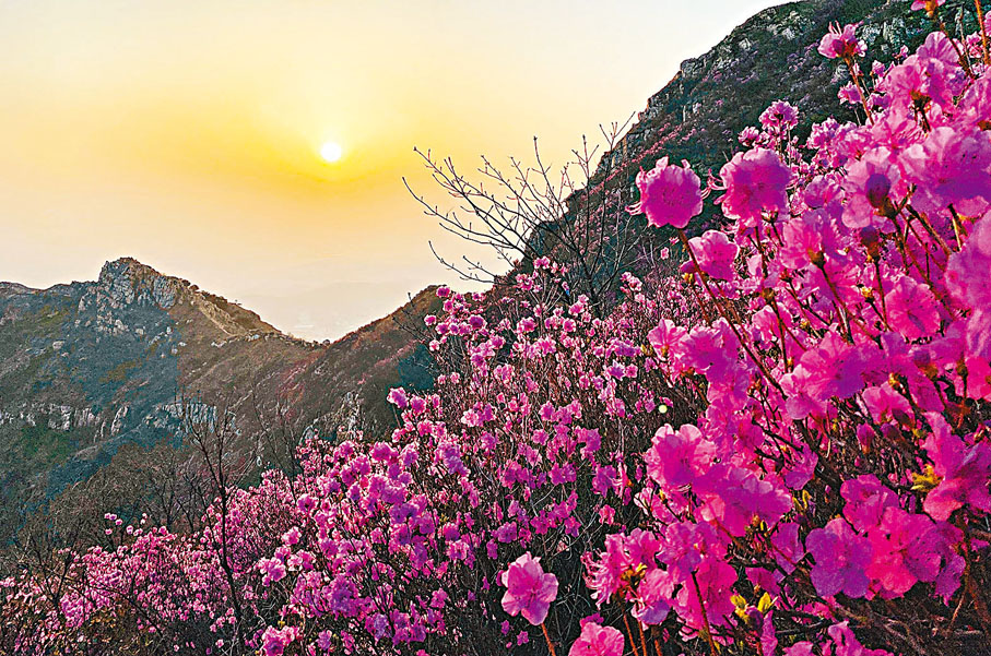 ◆朝陽下的杜鵑花海美不勝收。
