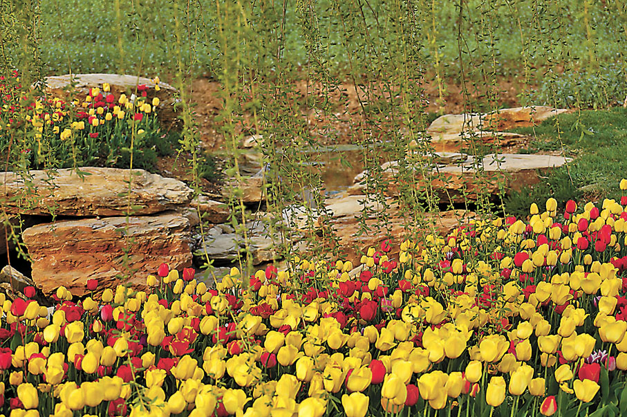 ◆鬱金香與垂柳、小溪相映成趣。