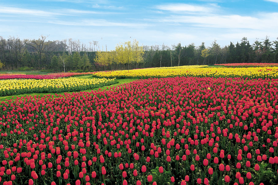 ◆英歌石植物園共栽種100多萬株鬱金香。