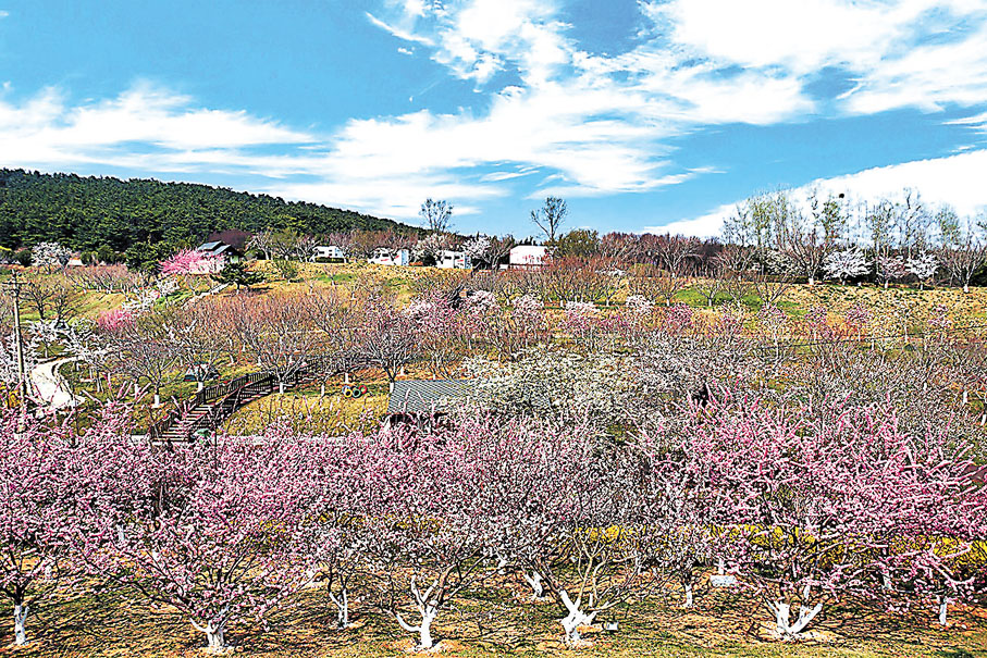 ◆櫻花園內設有房車基地。