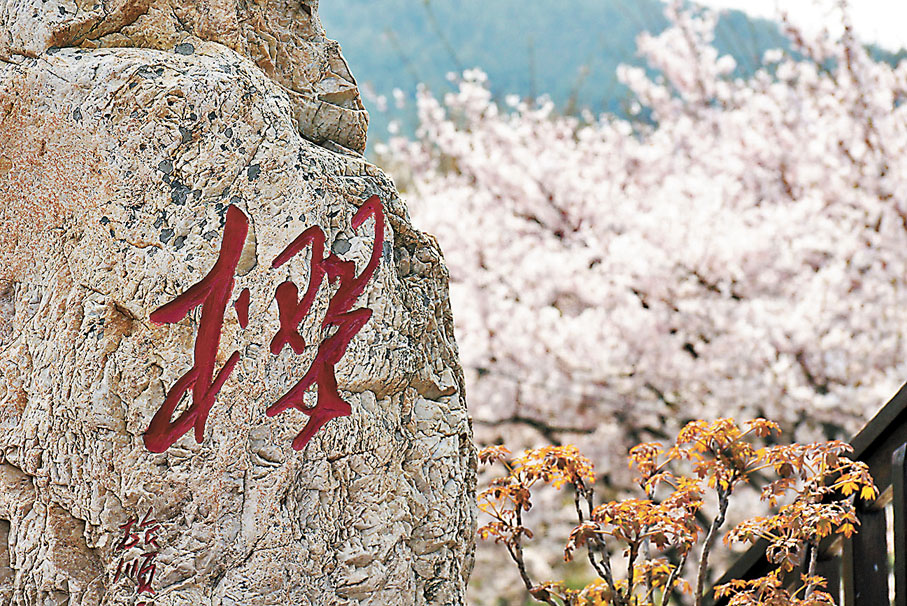 ◆旅順櫻花園是東北最大的櫻花園。