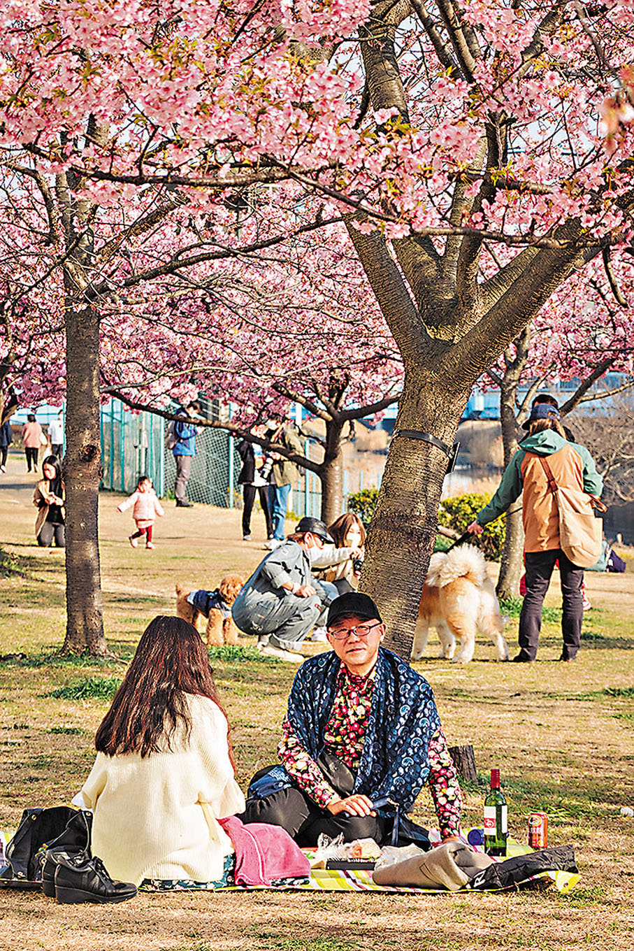 ◆市民坐欣賞櫻花。