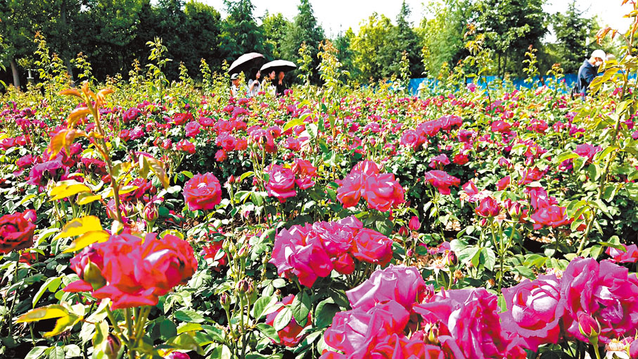 ◆ 雲南大學校園裏30多畝玫瑰園的玫瑰花正值盛花期。    香港文匯報記者譚旻煦  攝