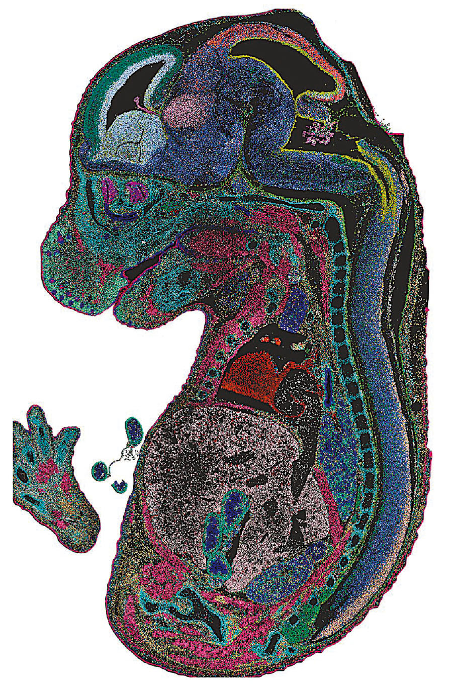 ◆高精度全景式細胞分辨率小鼠胚胎地圖。 受訪者供圖