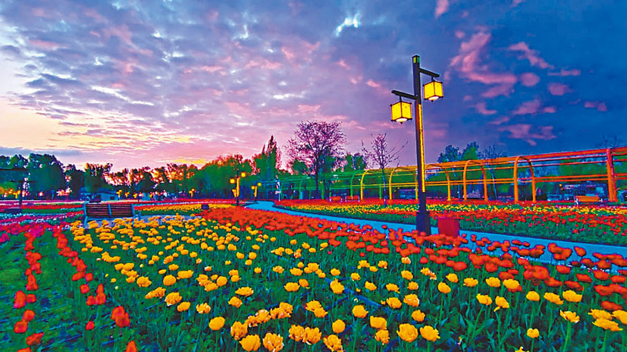 ◆在新疆五家渠市青格達湖旅遊風景區舉辦的鬱金香文化旅遊節