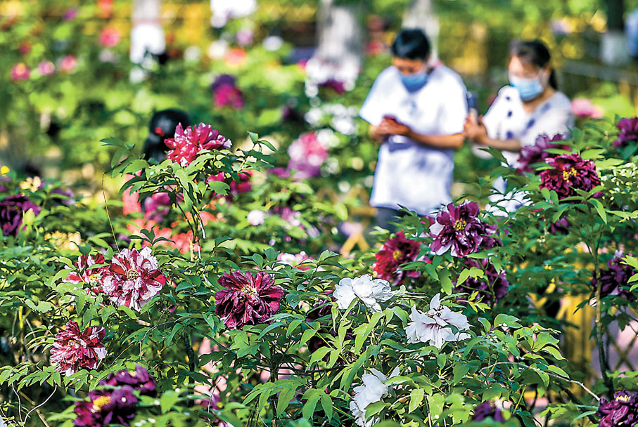 ◆紅山公園種植的60餘個品種的牡丹花陸續開放 中新社