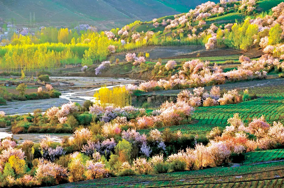 ◆伊犁哈薩克自治州新源縣吐爾根杏花谷春日美景 通訊員  賴宇寧