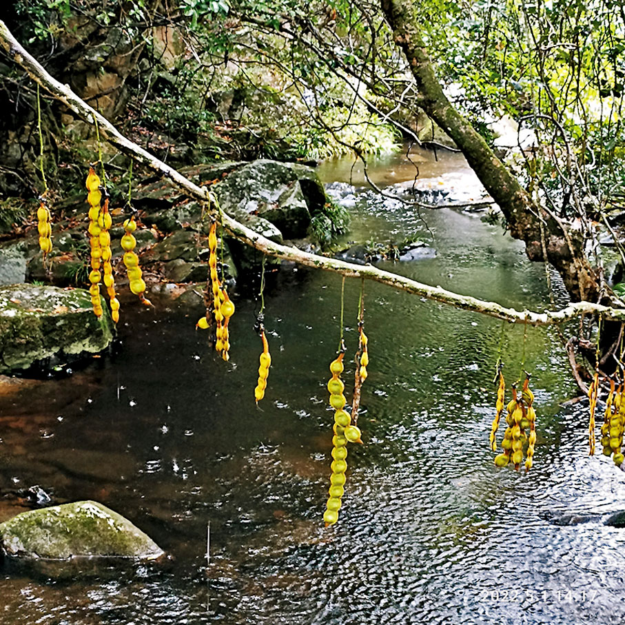 ◆照鏡潭下石橋旁的禾雀花莢果