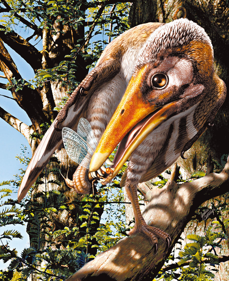 ◆研究團隊重構史前長翼鳥屬鳥類捕捉美麗蜉蝣屬（Epicharmeropsis）昆蟲的畫面。 Julius T. Csotonyi供圖