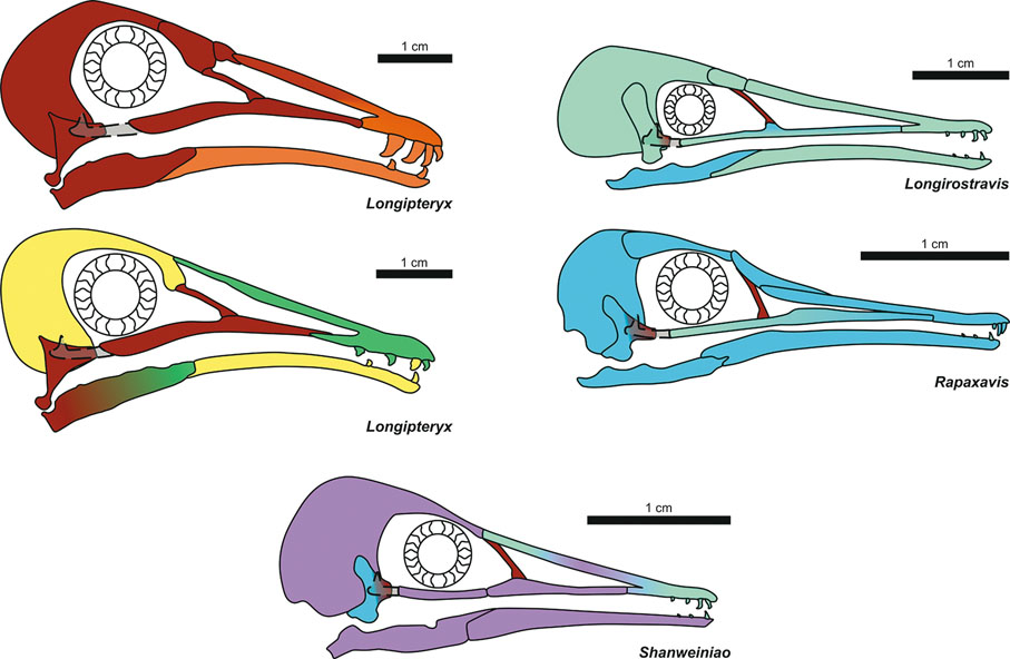 ◆長翼鳥科的頭顱的重構圖。Case Vincent Miller供圖