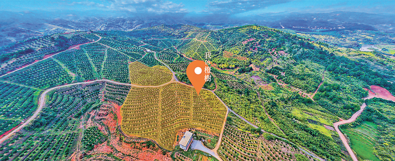 ◆展翔果園位於沙坪