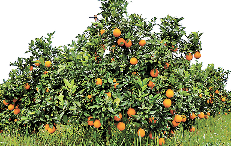 ◆橙樹