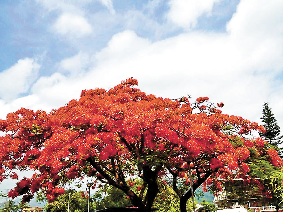◆庸園路舊時樹影婆娑，初夏鳳凰木盛放，如火如荼；可惜隨鄉村迅速發展，美景不再！ 作者供圖